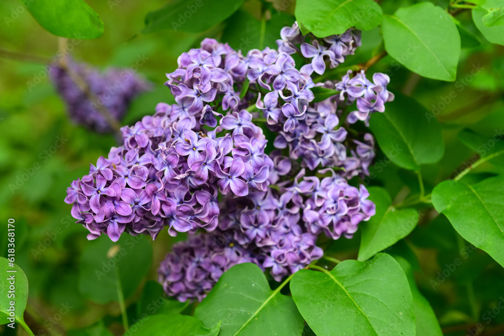 Beautiful violet lilac tree outdoors, closeup