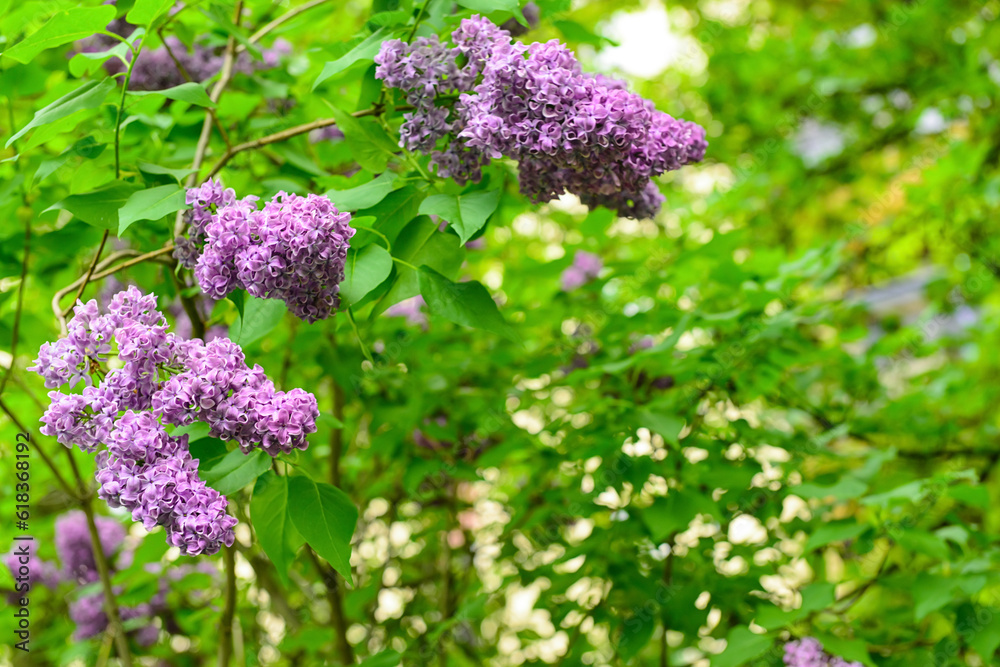 Beautiful violet lilac flowers outdoors