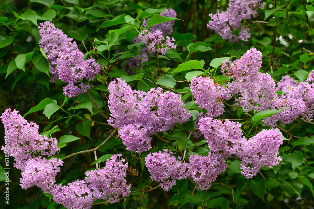 Beautiful violet lilac flowers outdoors