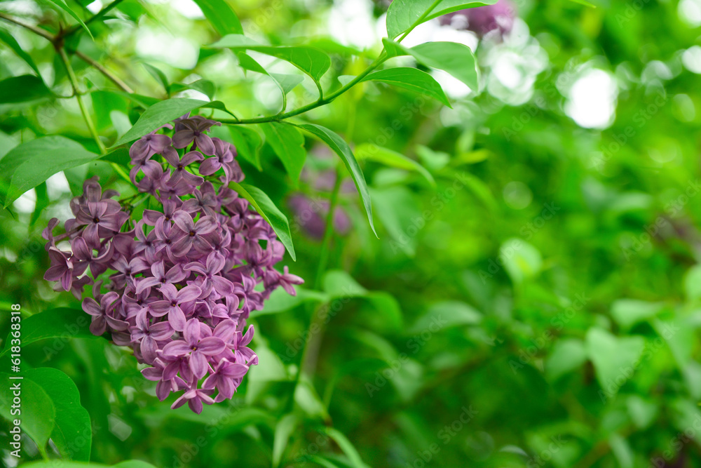 Beautiful violet lilac flowers on blurred background, closeup