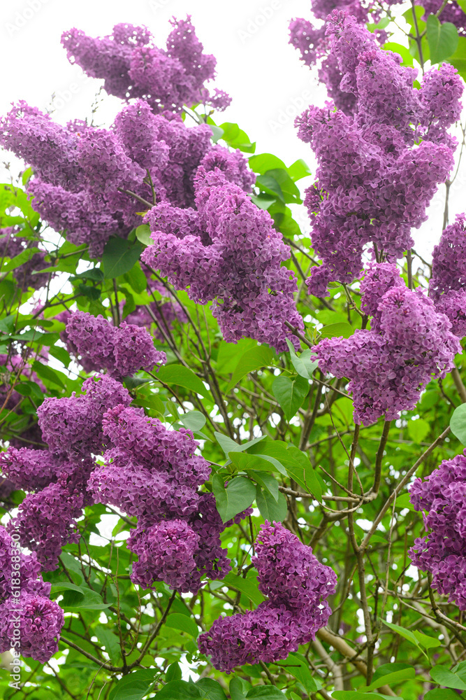 Beautiful violet lilac flowers outdoors