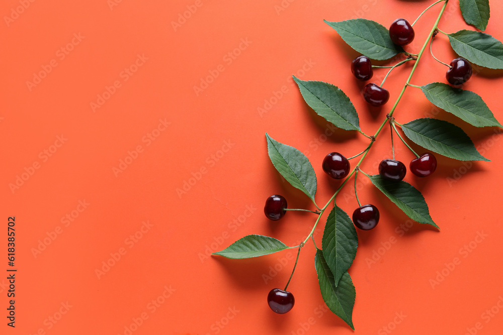 Tree branch with leaves and sweet cherries on orange background