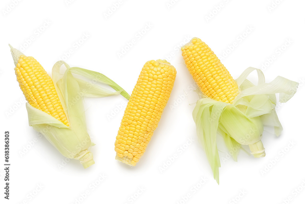 Fresh corn cobs on white background