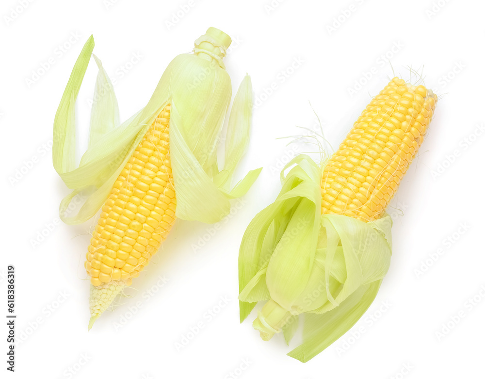 Fresh corn cobs on white background