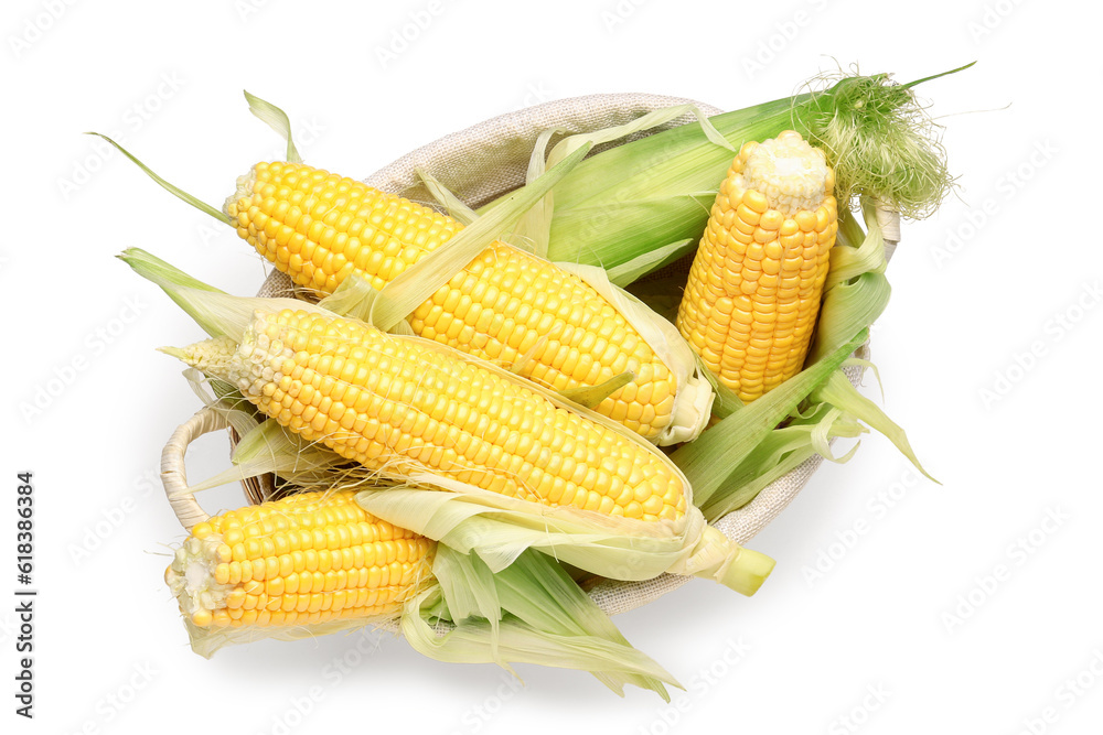 Wicker bowl with fresh corn cobs on white background