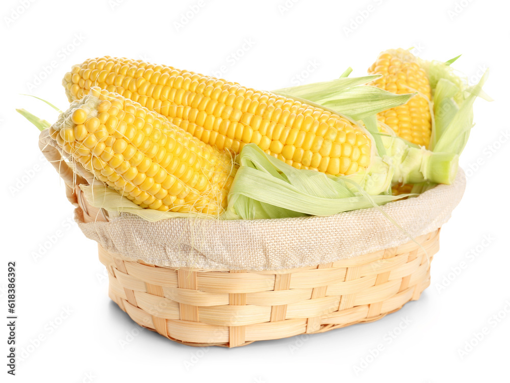 Wicker bowl with fresh corn cobs on white background