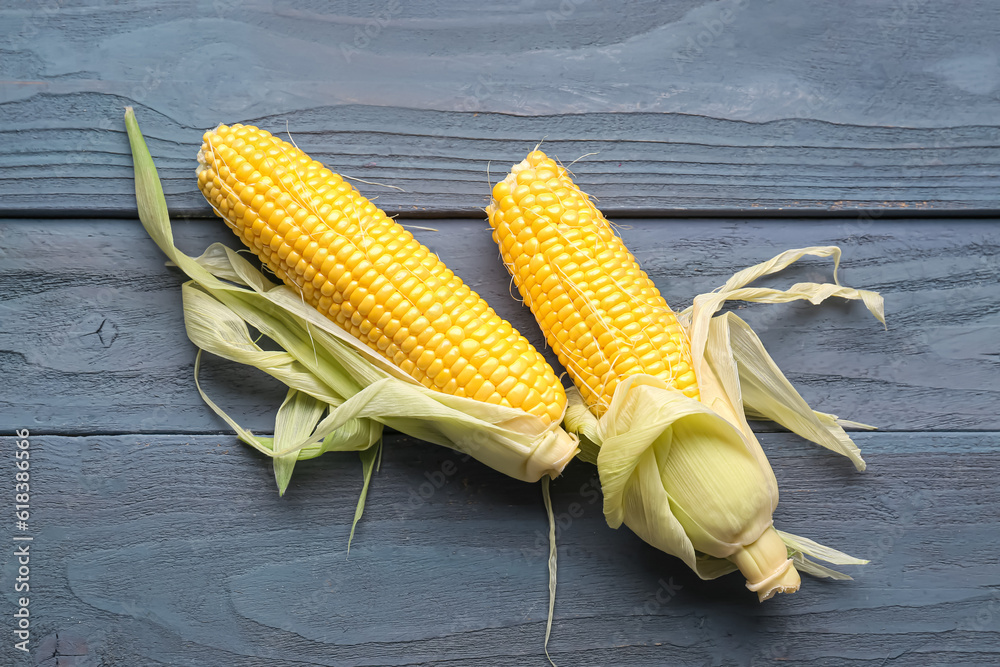 Fresh corn cobs on blue wooden background