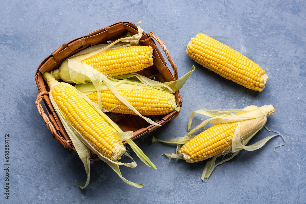 Wicker basket with fresh corn cobs on blue background