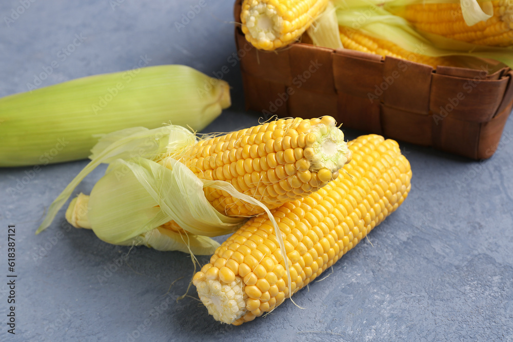 Fresh corn cobs on blue background