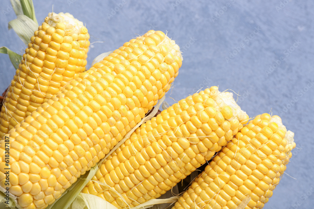 Fresh corn cobs on blue background