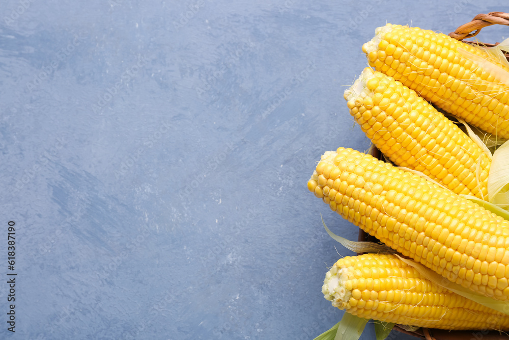 Wicker basket with fresh corn cobs on blue background