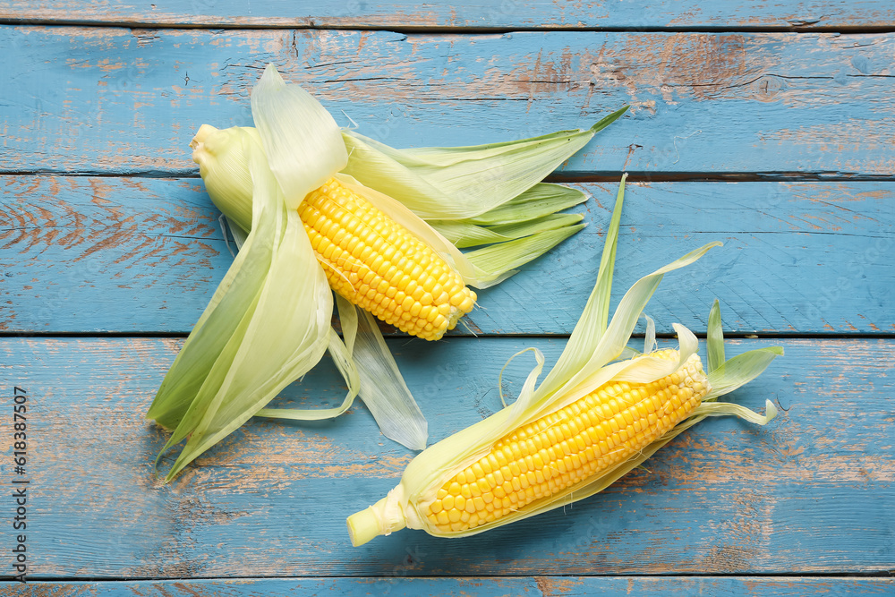 Fresh corn cobs on blue wooden background