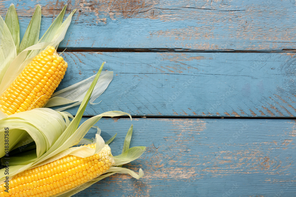 Fresh corn cobs on blue wooden background