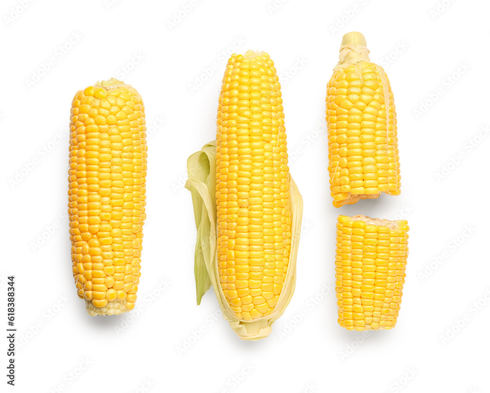 Fresh corn cobs on white background