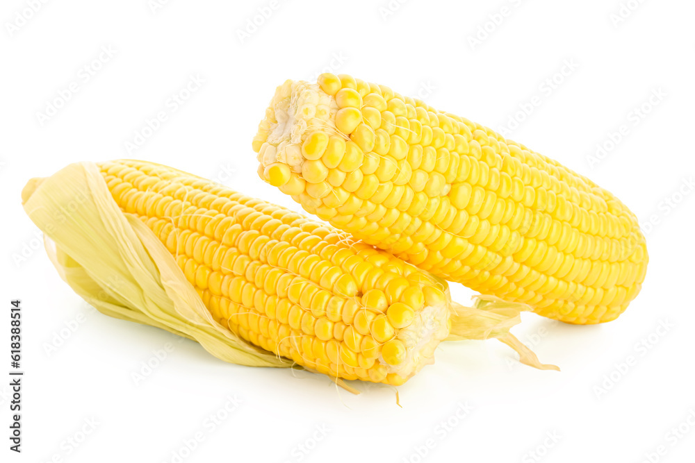 Fresh corn cobs on white background