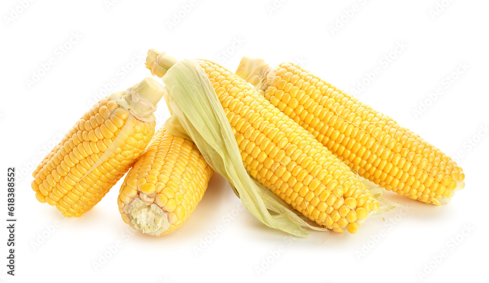 Fresh corn cobs on white background