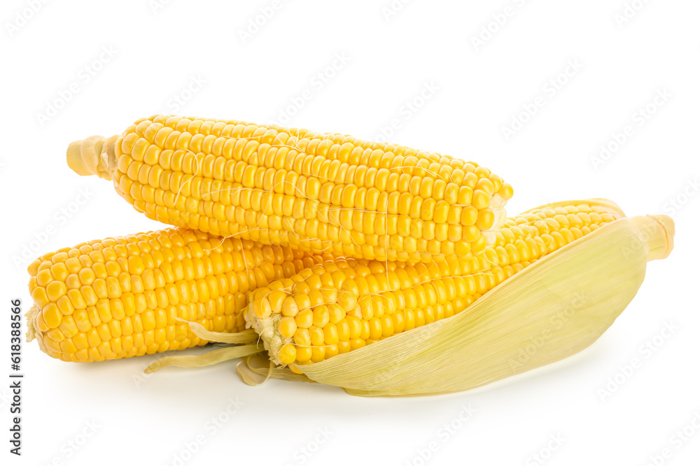 Fresh corn cobs on white background