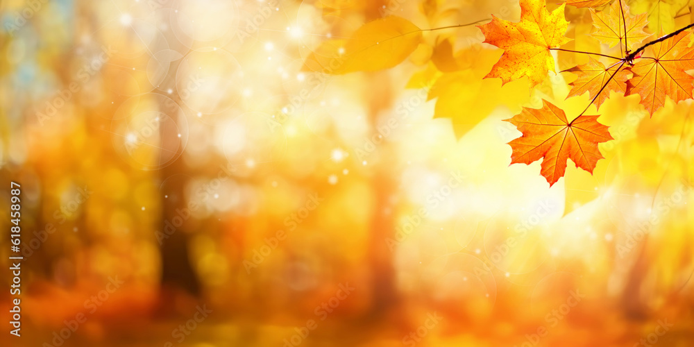 Beautiful orange and golden autumn maple leaves against a blurry park in sunlight with beautiful bok