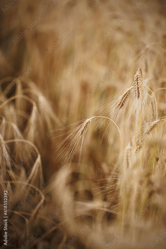 Ripe barley plants close up. Agriculture field before harvest