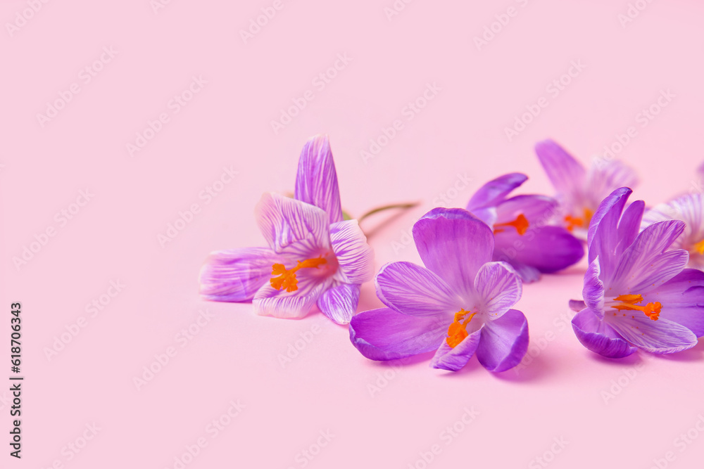 Beautiful Saffron flower on pink background, closeup