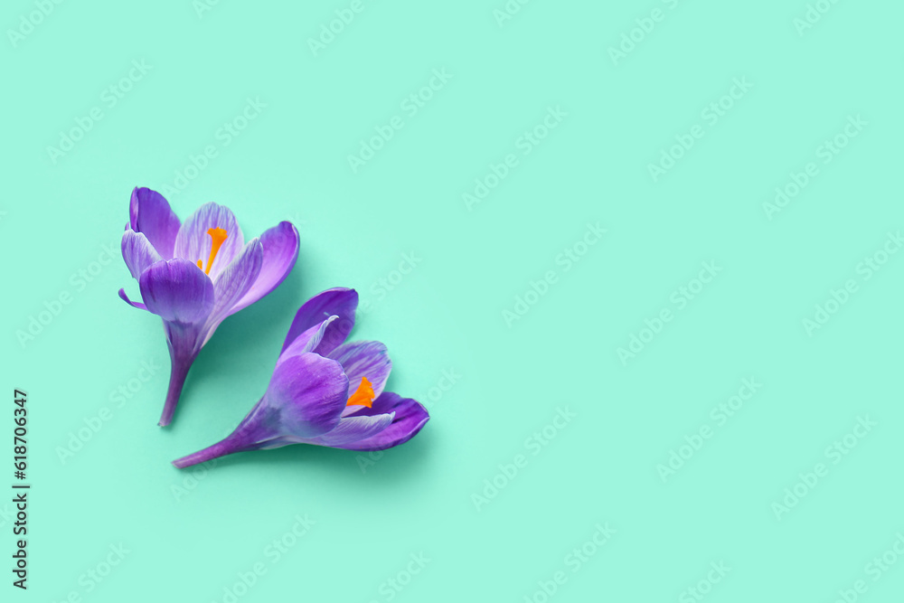 Beautiful Saffron flowers on turquoise background