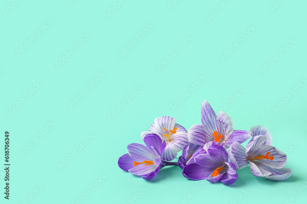 Beautiful Saffron flowers on turquoise background