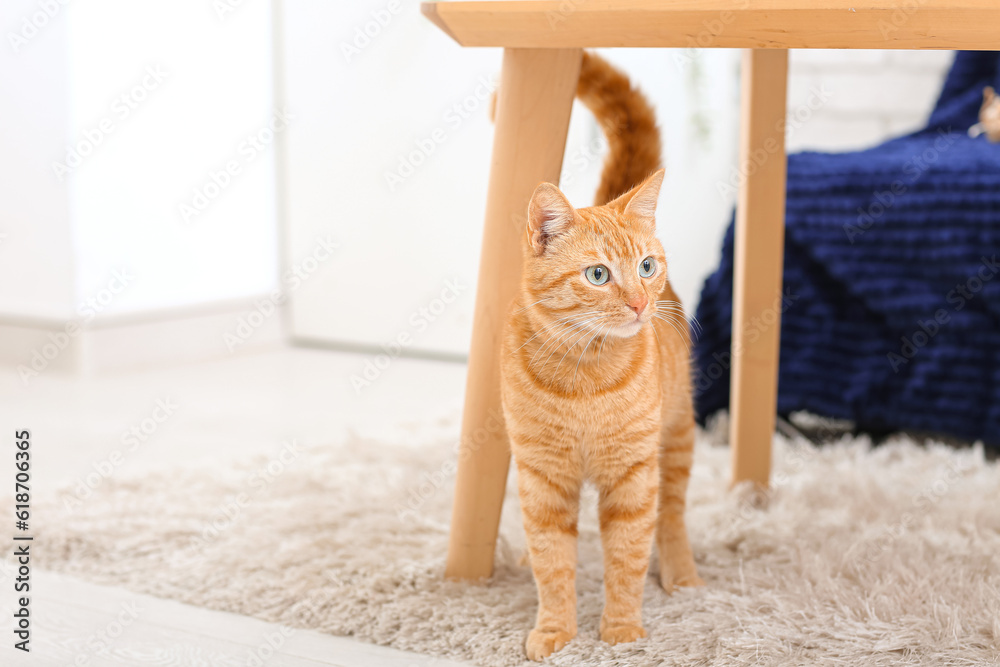 Cute ginger cat at home, closeup