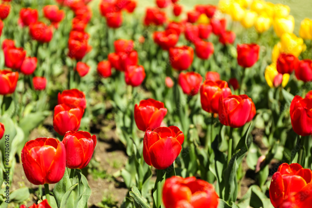 Beautiful red tulips on spring day, closeup