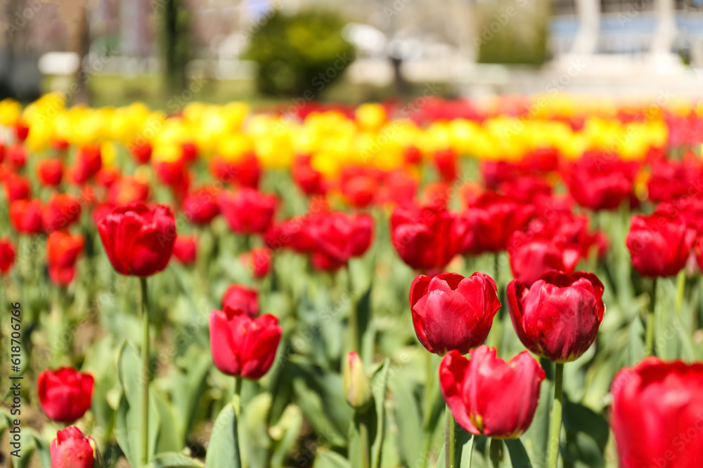 Beautiful red tulips on spring day, closeup