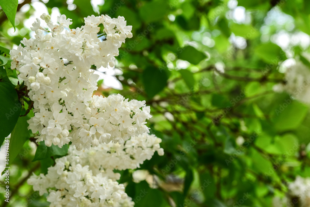 Beautiful white lilac flowers on spring day, closeup