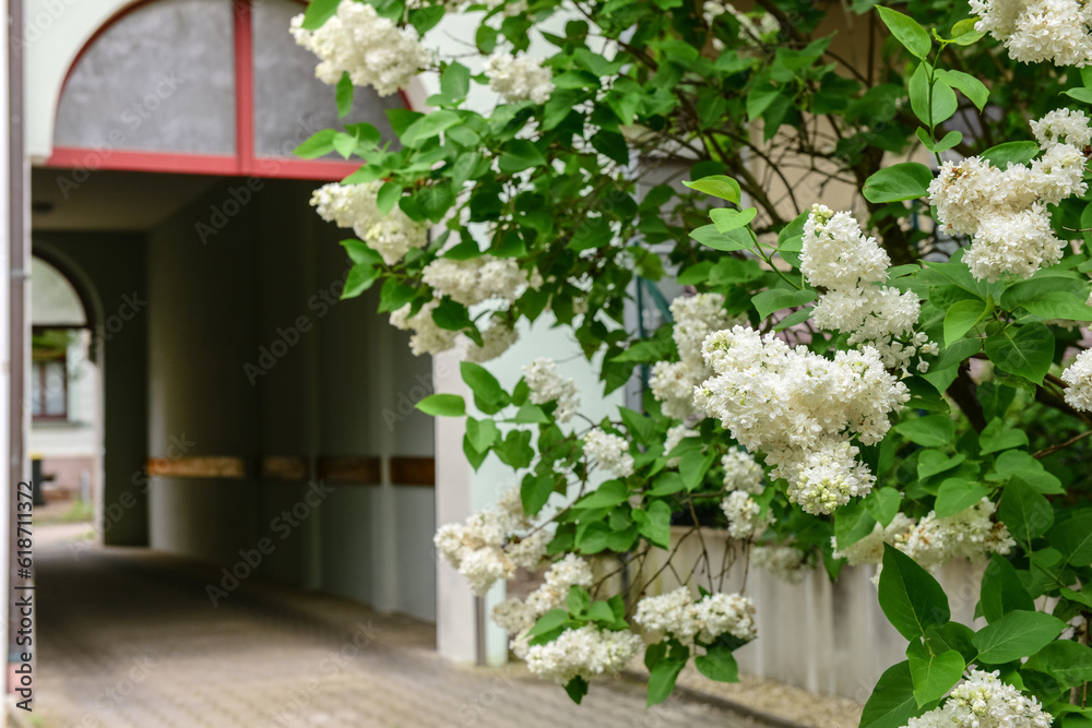 Beautiful white lilac tree in city on spring day