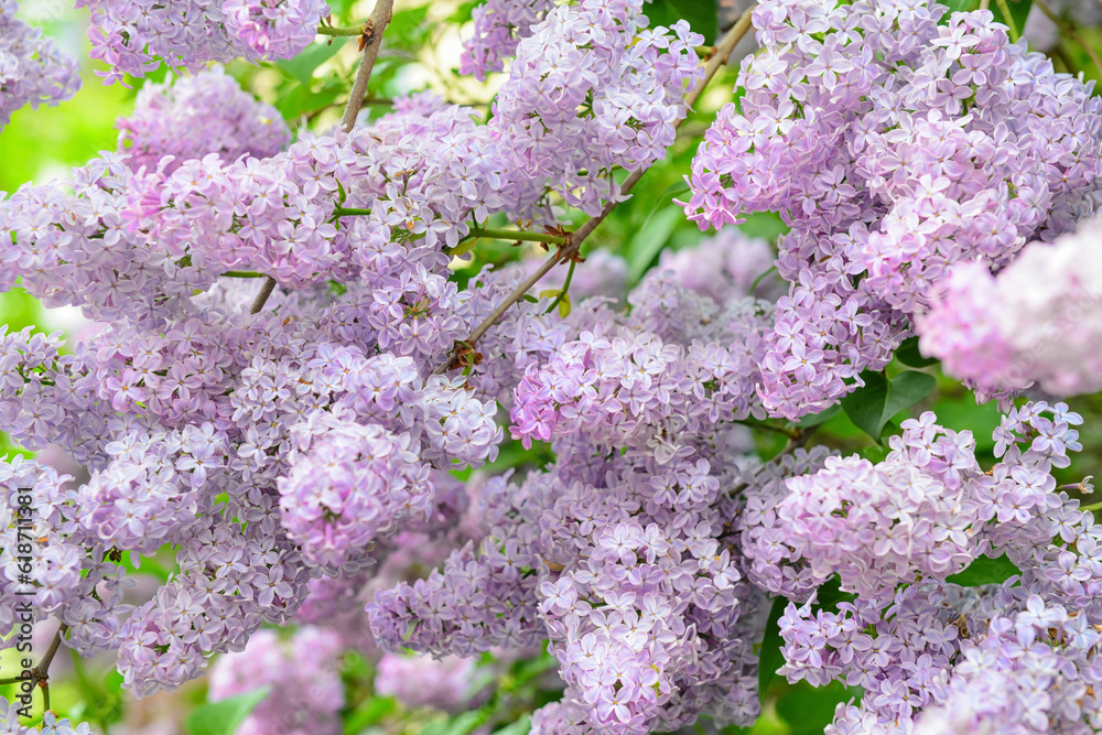 Beautiful violet lilac flowers outdoors