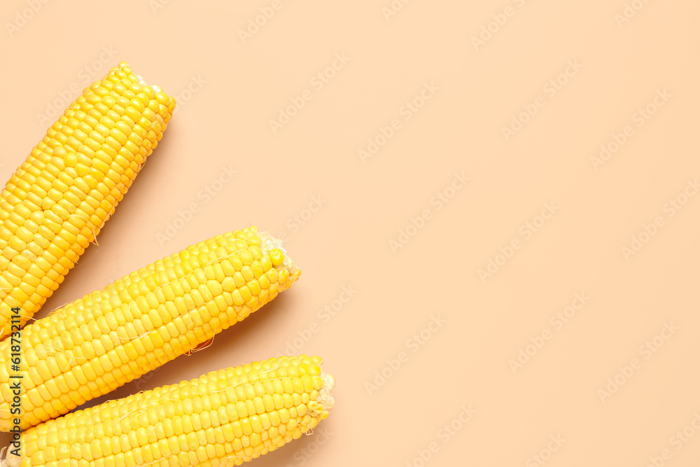 Fresh corn cobs on pink background