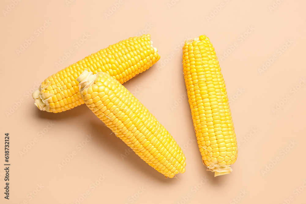 Fresh corn cobs on pink background