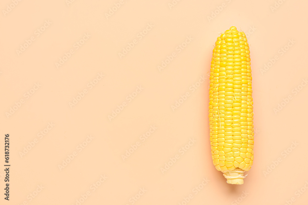 Fresh corn cob on pink background