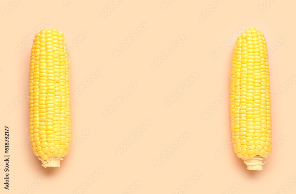 Fresh corn cobs on pink background