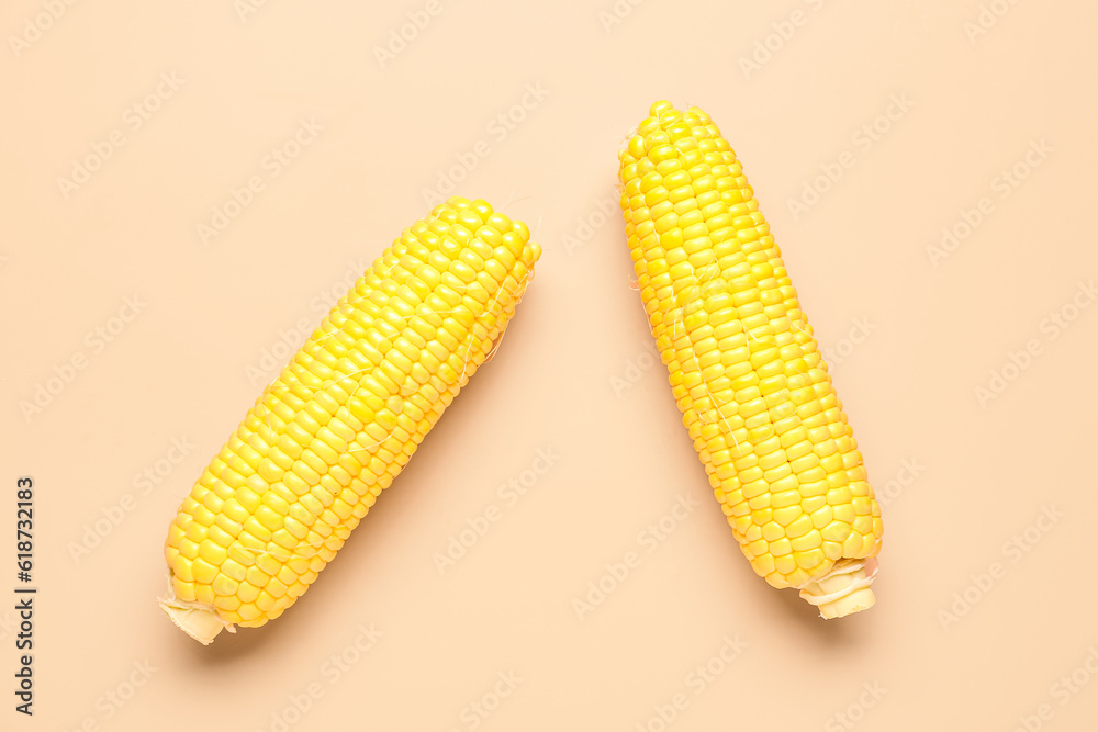 Fresh corn cobs on pink background