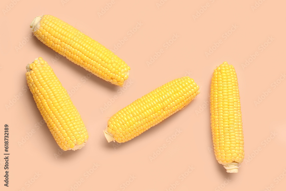 Fresh corn cobs on pink background