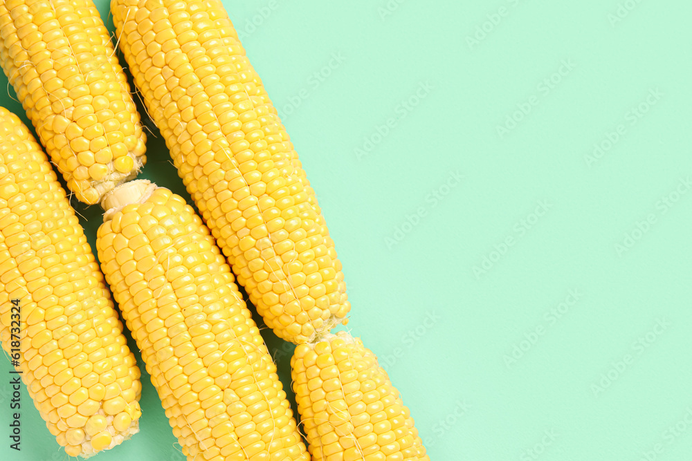 Fresh corn cobs on turquoise background