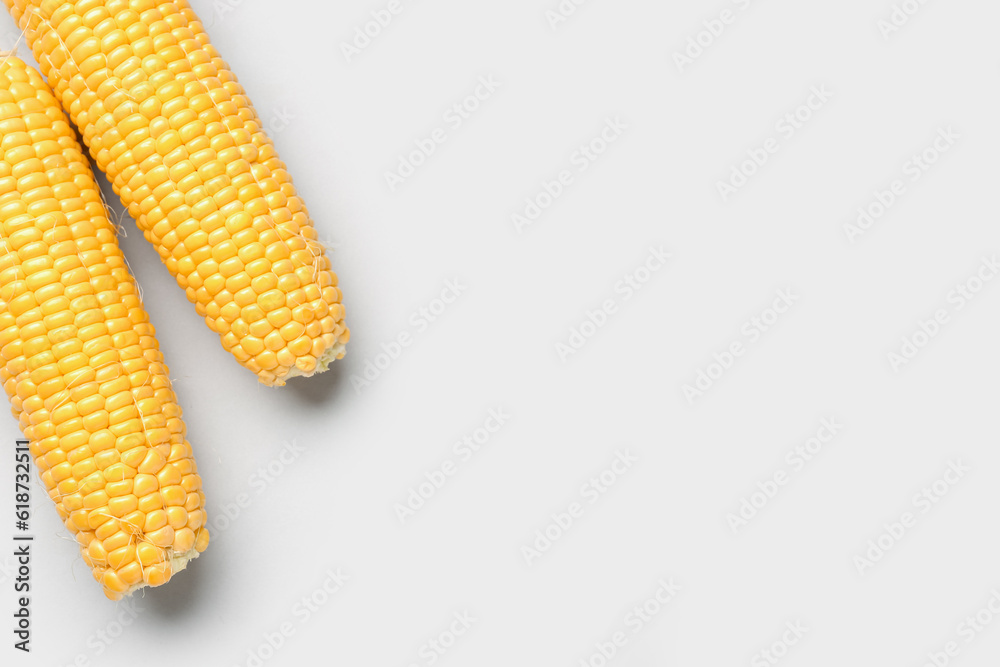 Fresh corn cobs on grey background