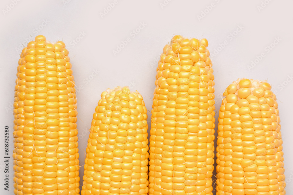 Fresh corn cobs on grey background