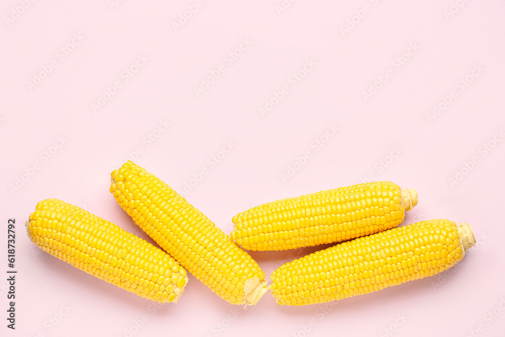 Fresh corn cobs on pink background