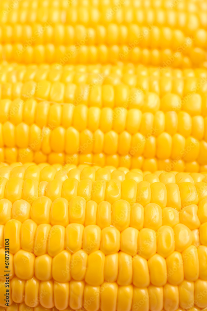 Texture of fresh corn cobs as background