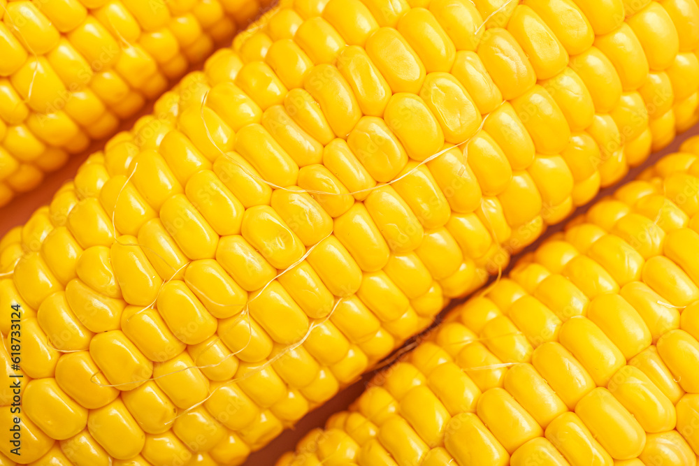 Texture of fresh corn cobs as background