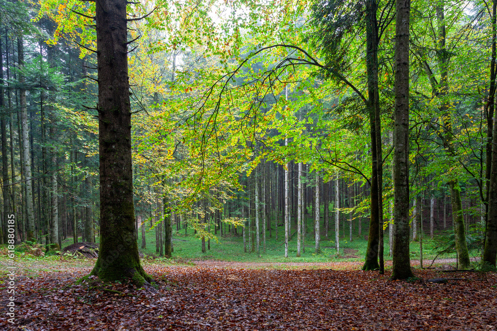 A wonderful beginning of autumn in the forest. Green and yellow colored leaves on tree branches.