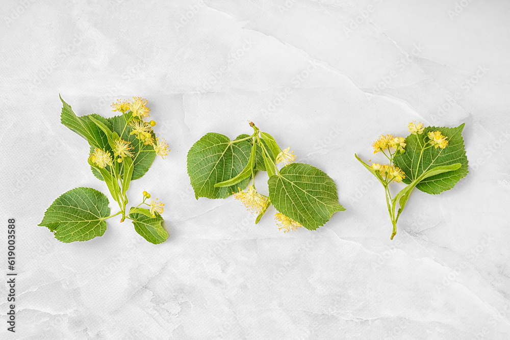 Branches of linden flowers with leaves on light background