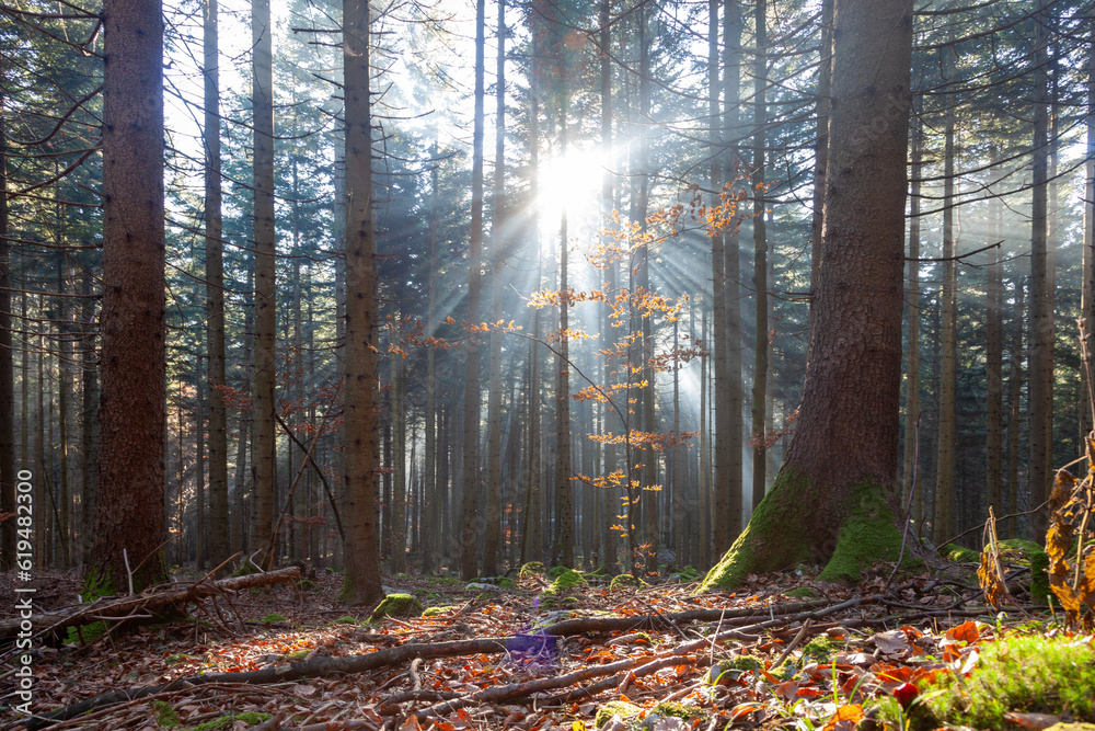 Sun rays through the trees in the autumn forest.