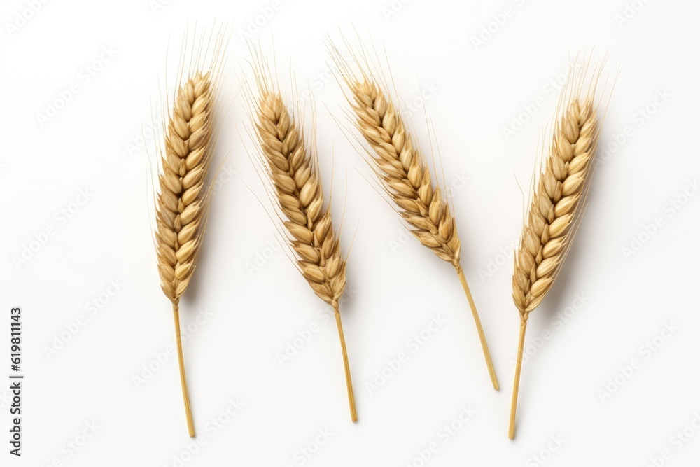 Ears of Wheat, Wheat ears isolated on white background.