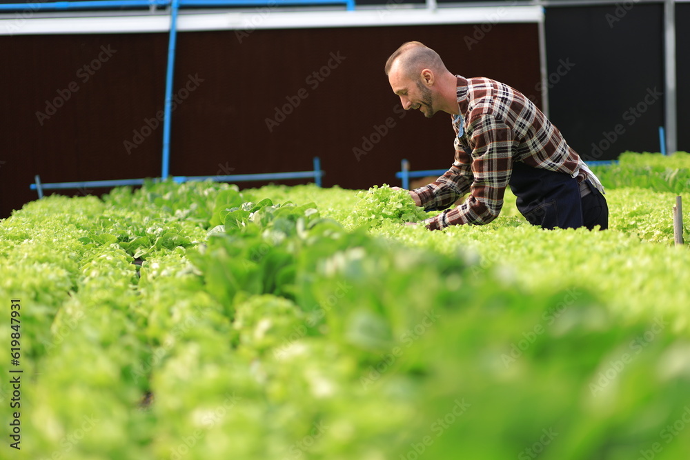 Farmer checking plant health in greenhouse system and harvesting. Farmer inspect farm products quali