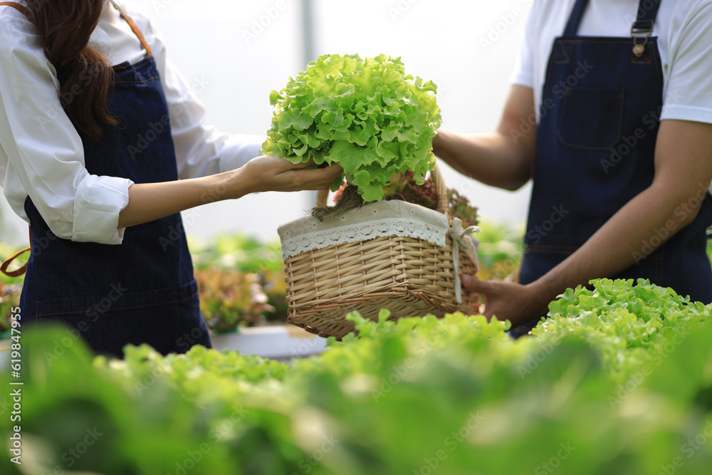 Happy couple farmers working on hydroponics farm, small family business. Farmers are checking the qu